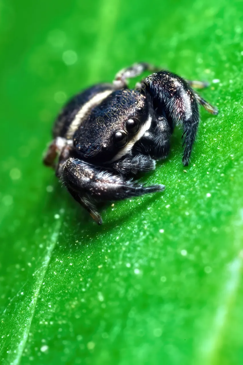 20200918 Wasp-mimic jumping spider HS Social.jpg