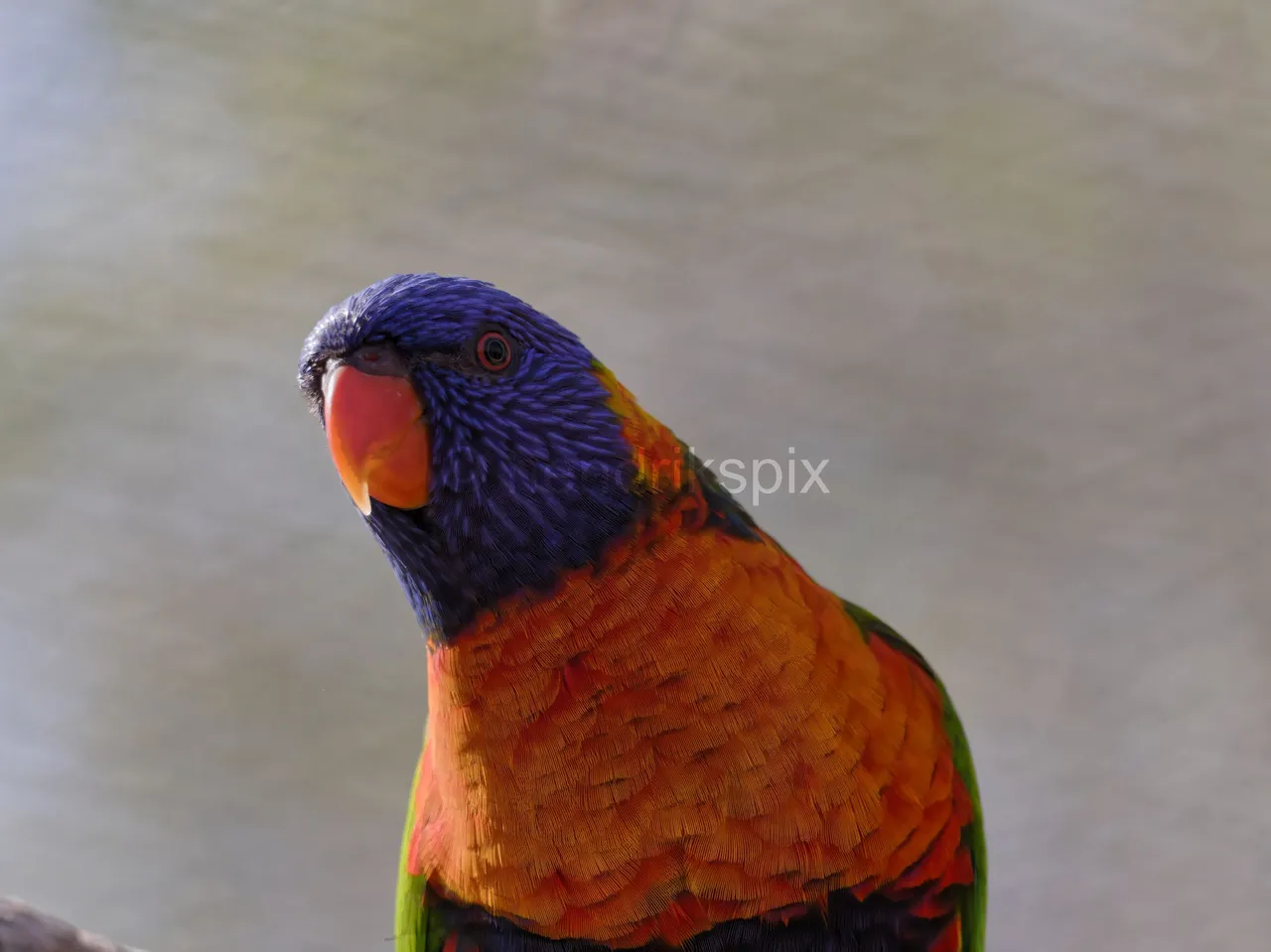 20200731 Rainbow Lorikeet 07 HS 20210811.jpg