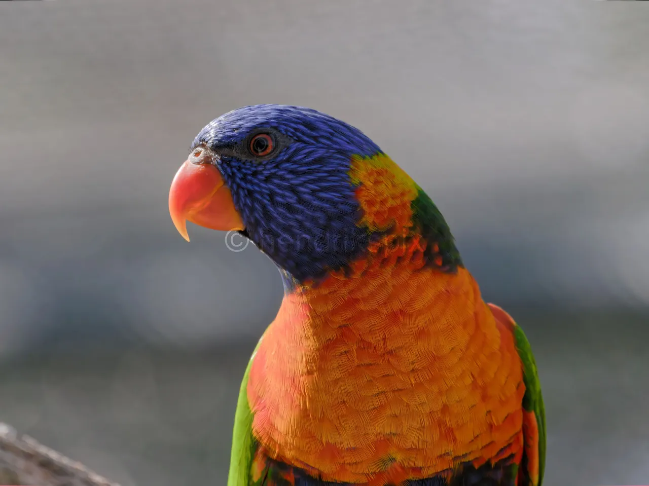 20200731 Rainbow Lorikeet 04 HS 20210811.jpg