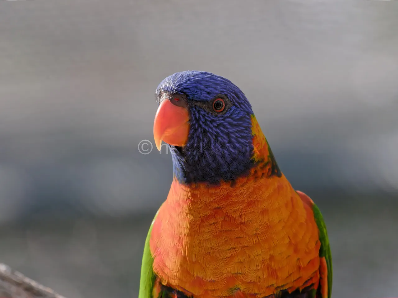 20200731 Rainbow Lorikeet 03 HS 20210811.jpg