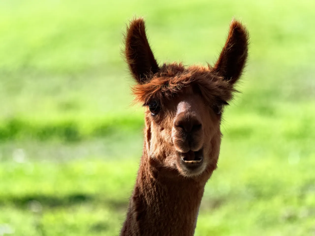 20210317 Brown Lama 2 HS Social.jpg