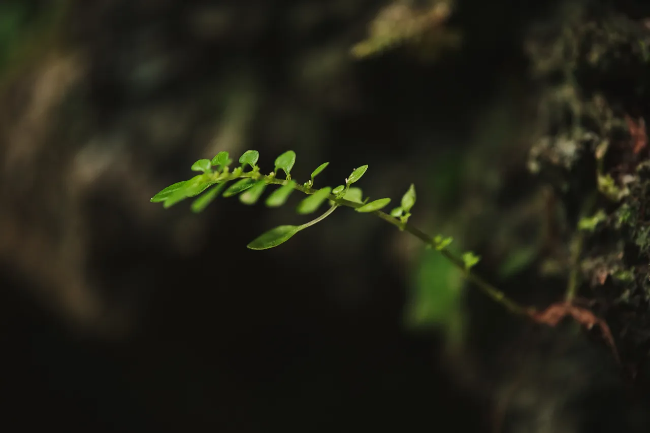 DSCF8561.jpg