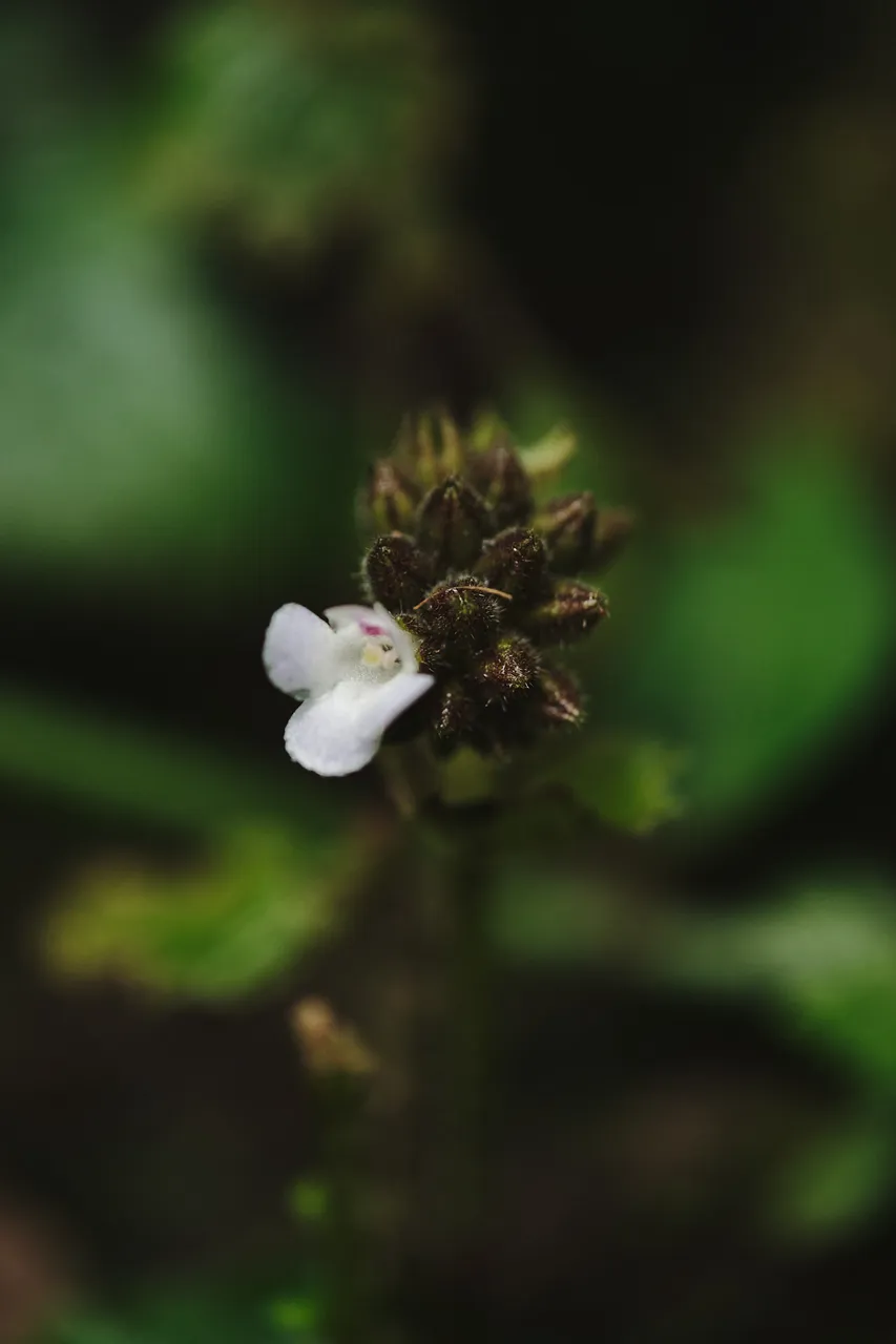DSCF8559.jpg
