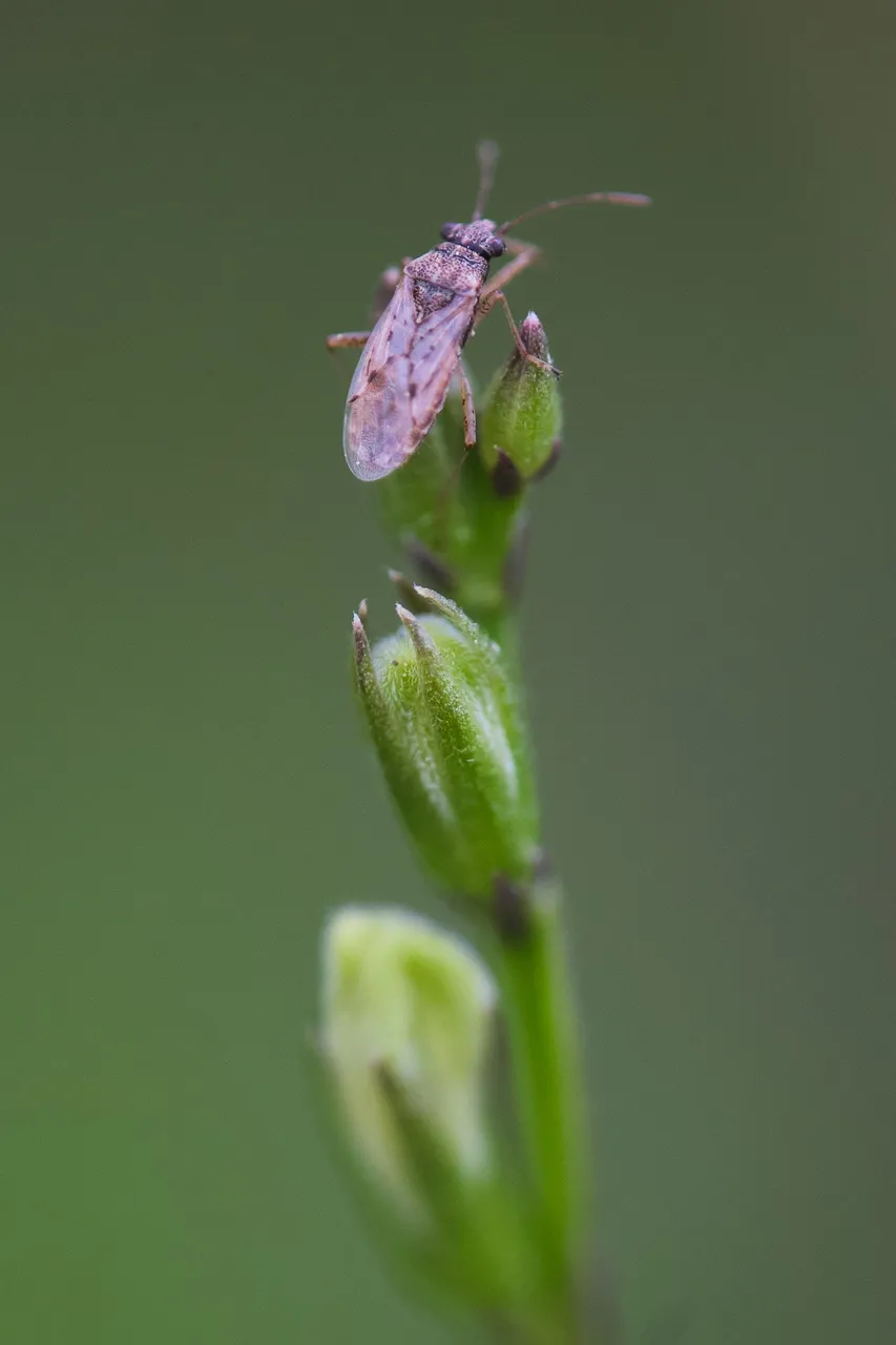 _DSF6846.jpg