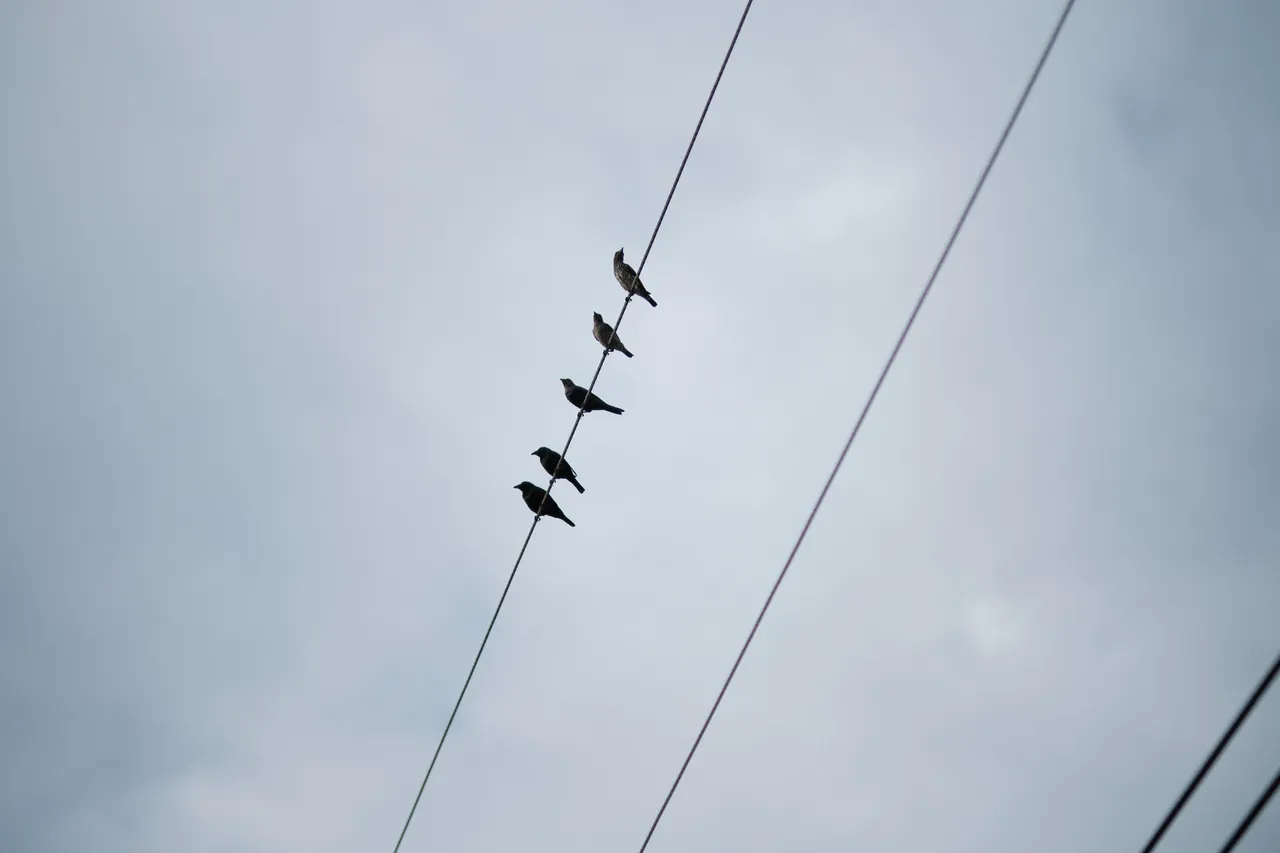 _DSF5619.jpg