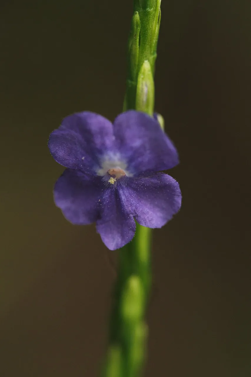 DSCF8597.jpg