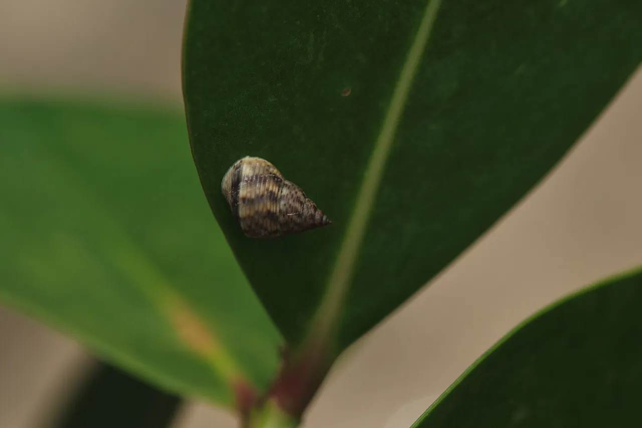DSCF8455.jpg