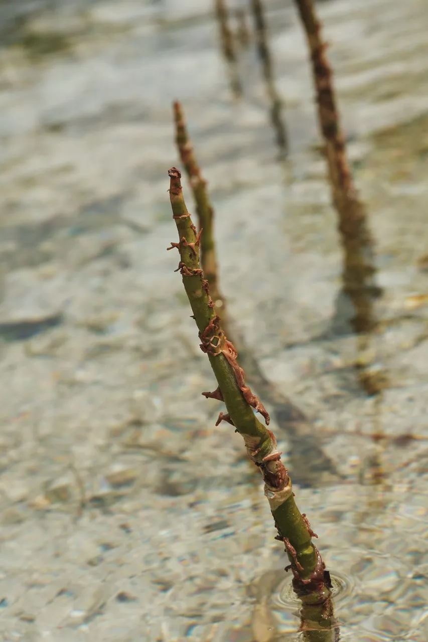 DSCF8401.jpg
