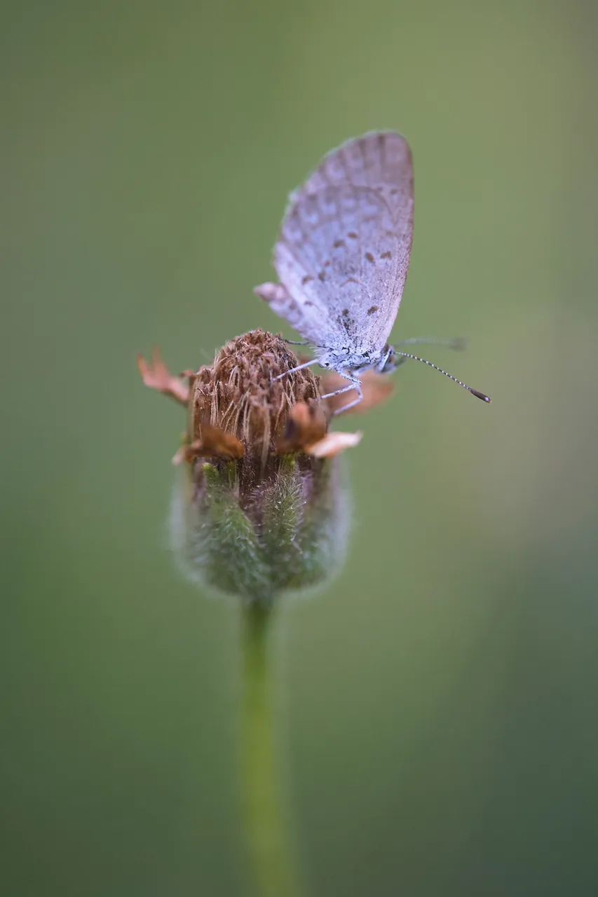 _DSF6877.jpg
