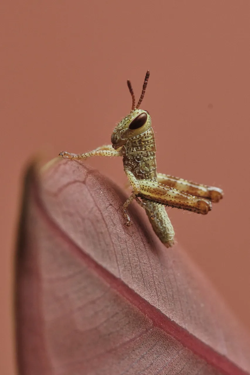 DSCF7700.jpg