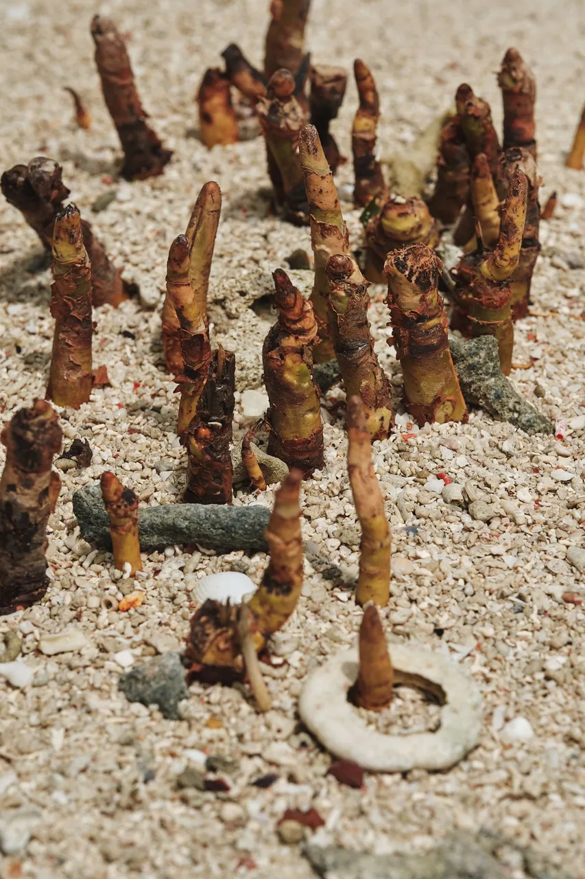 DSCF8420.jpg