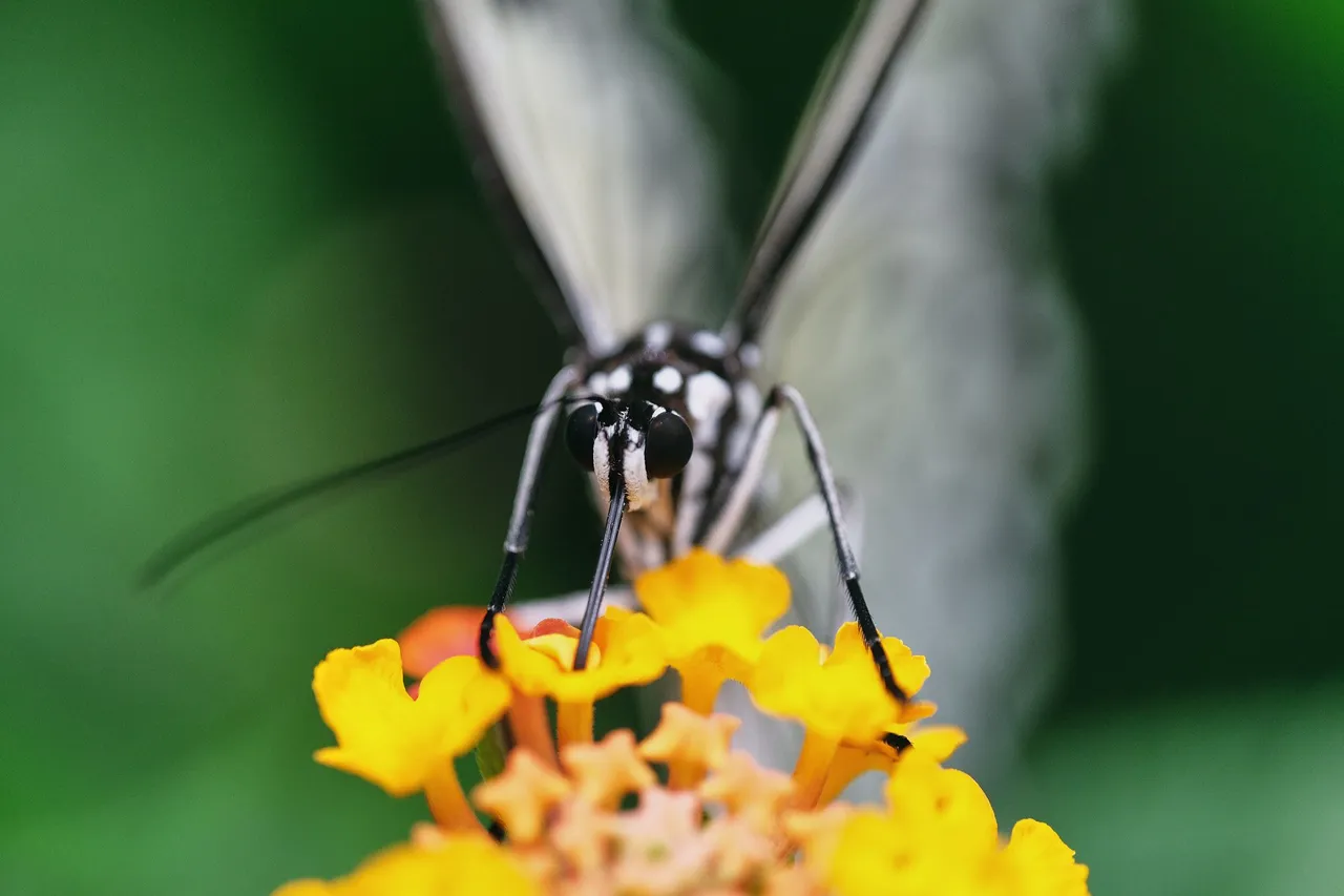 DSCF0815.jpg