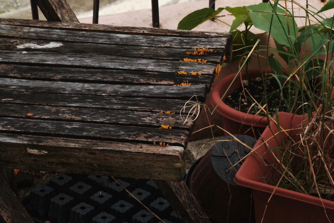 DSCF7655.jpg