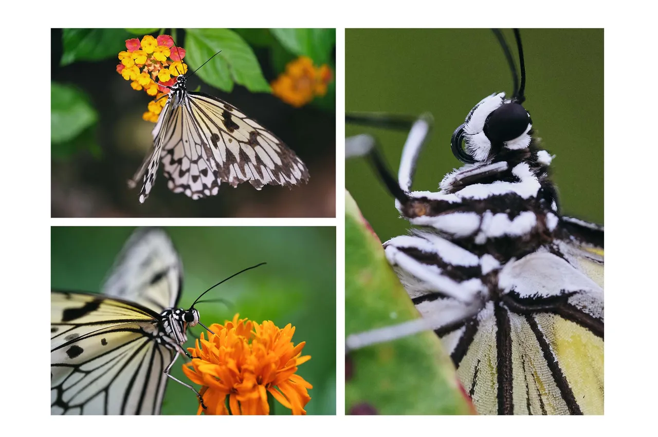 butterfly.jpg