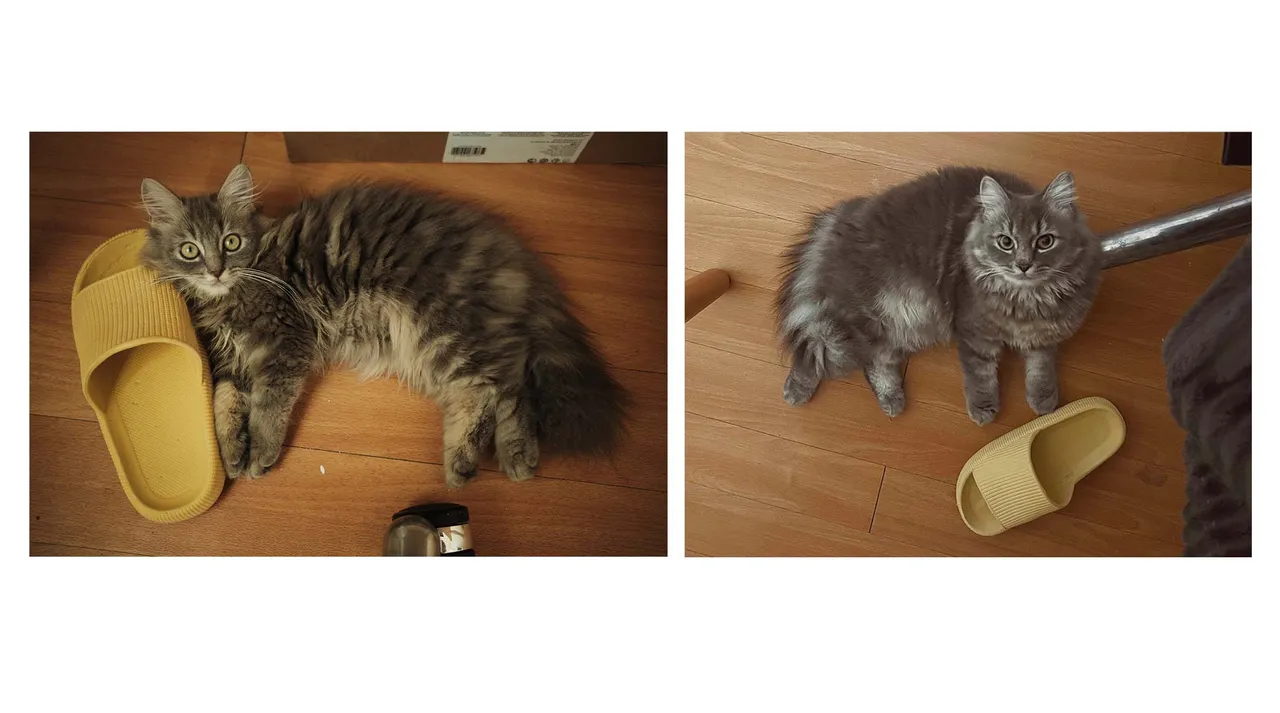 mew.jpg