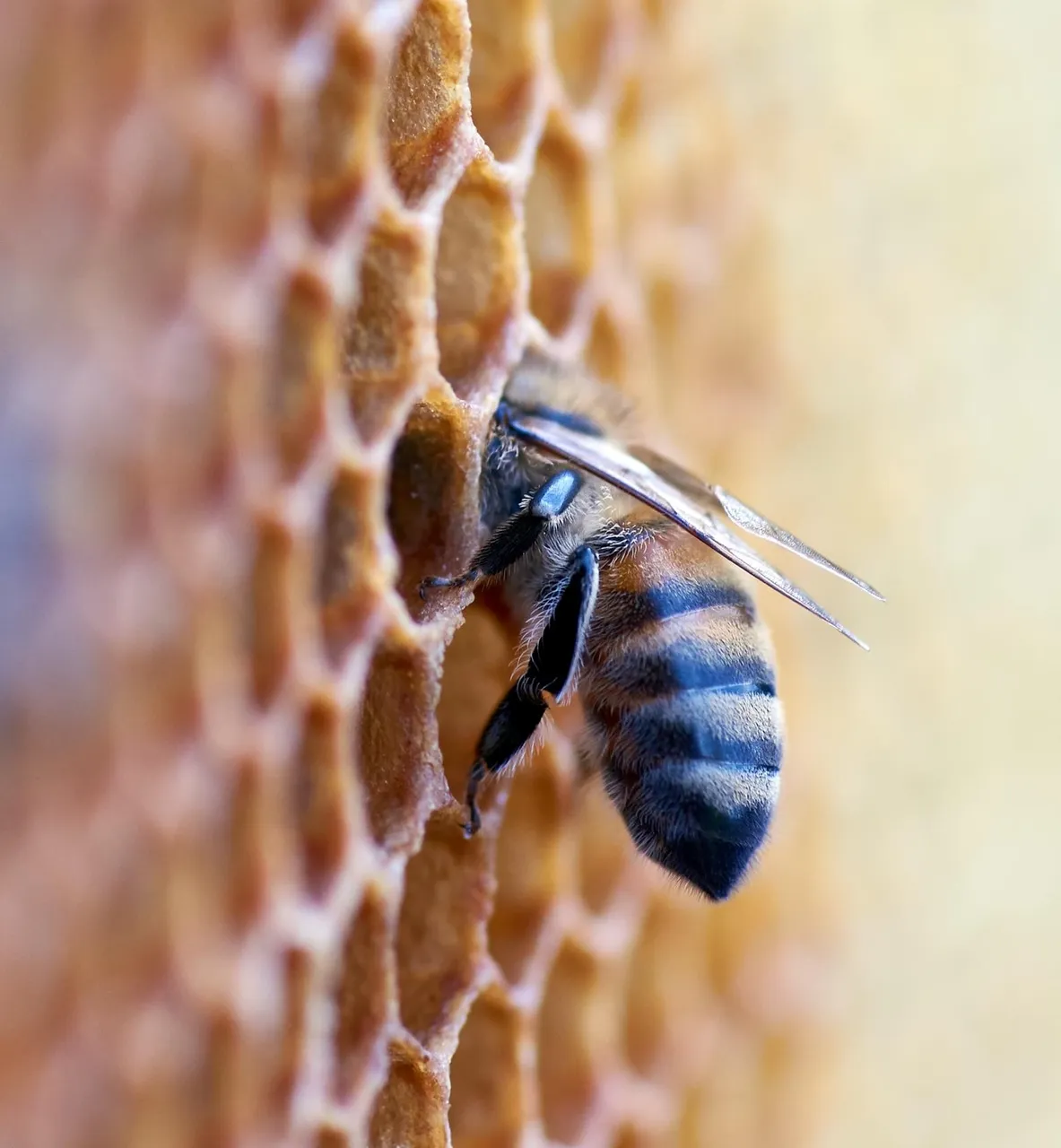 bee hive s.jpg
