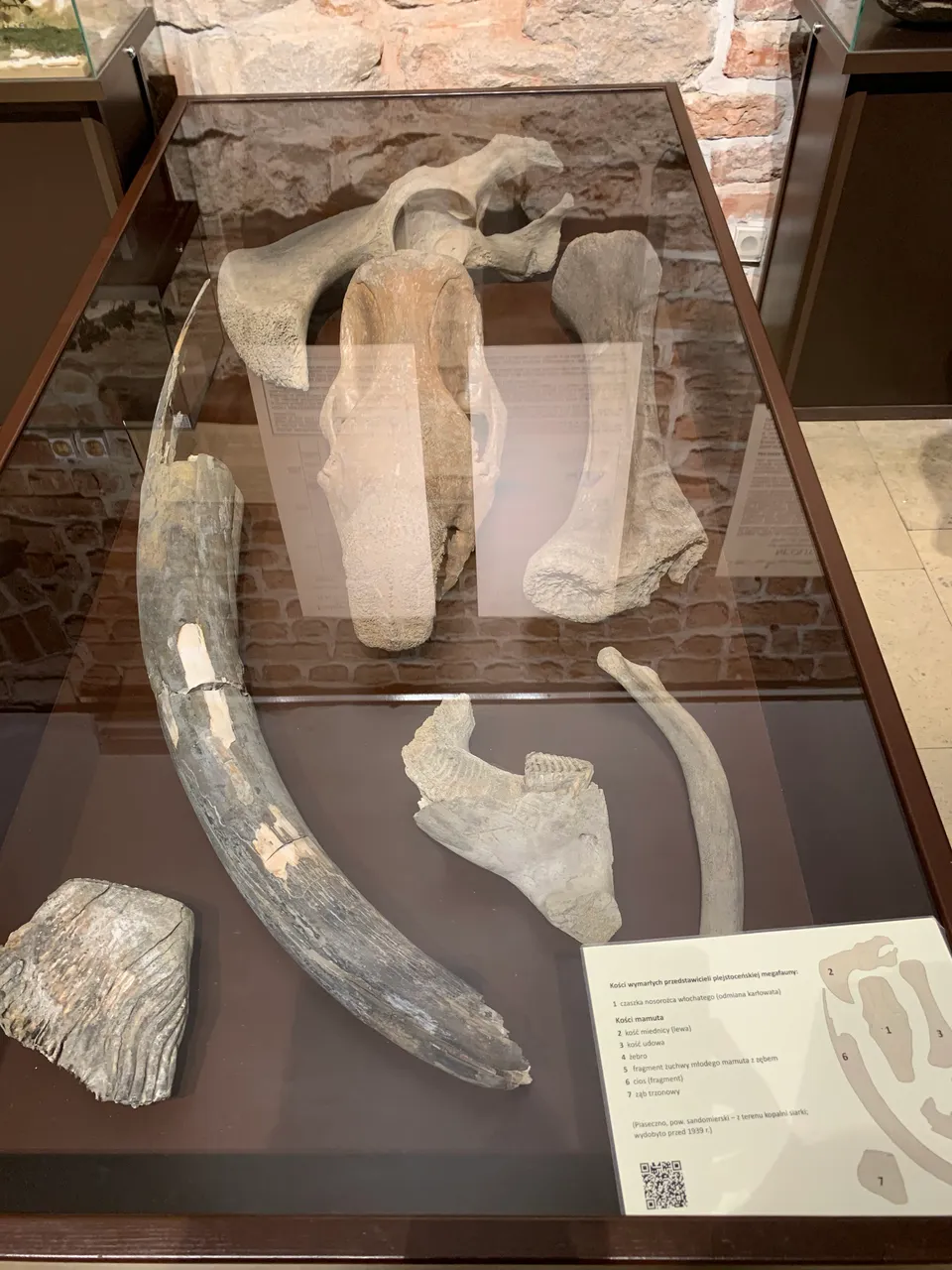Kości mamuta
