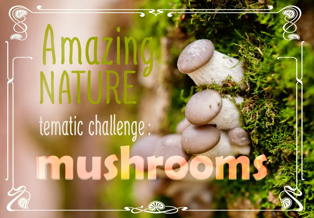 amn_mushrooms.jpg