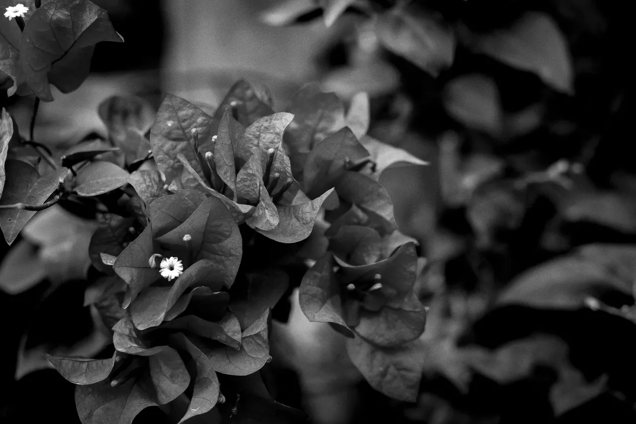 5 IMG_7988 copy.jpg