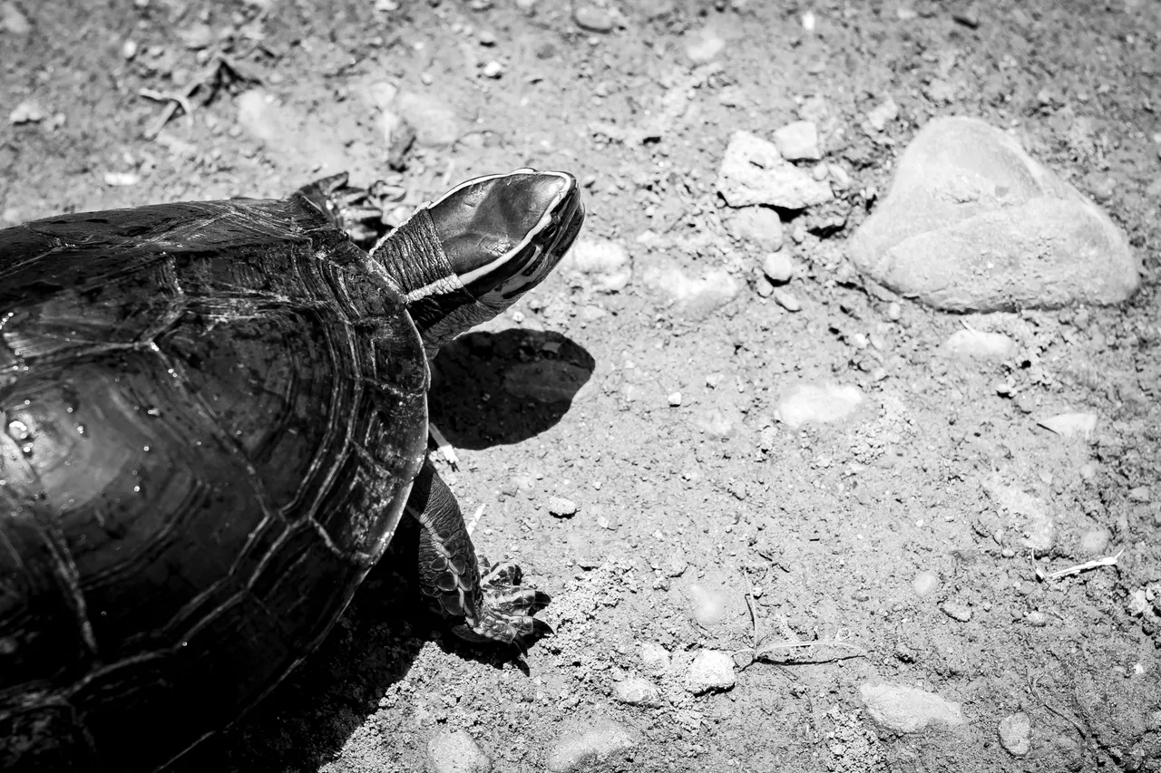 9 IMG_7659 copy.jpg