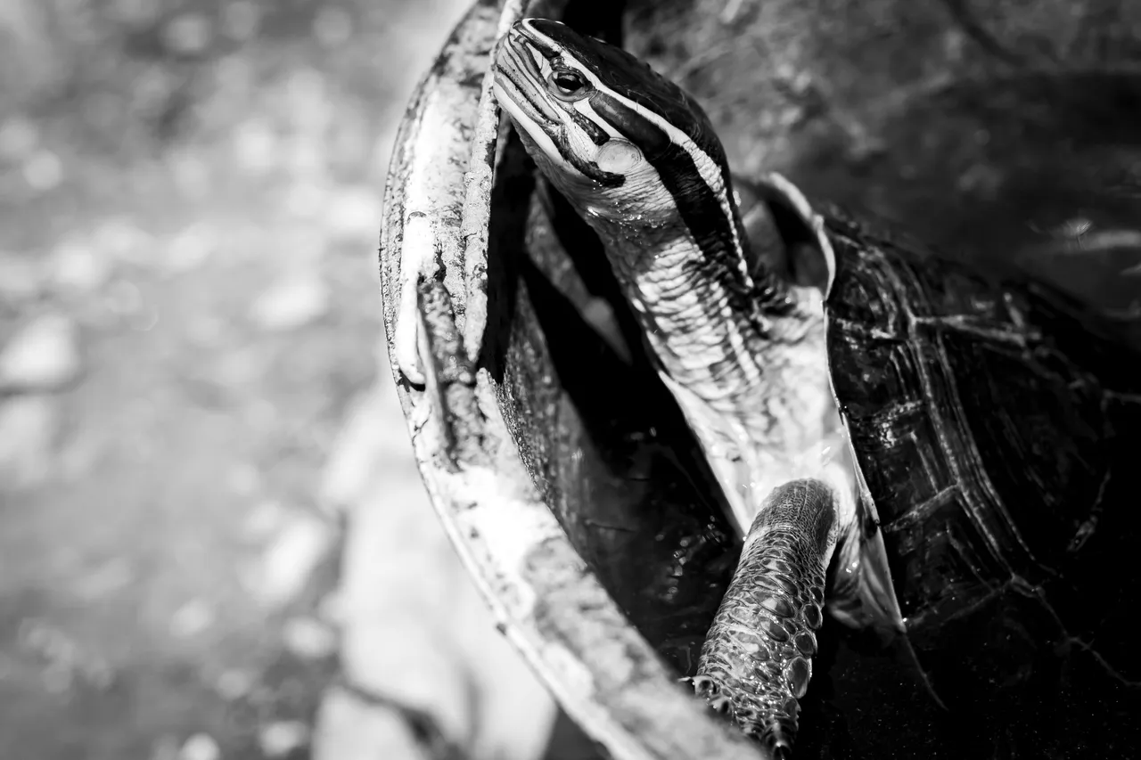 6 IMG_7656 copy.jpg