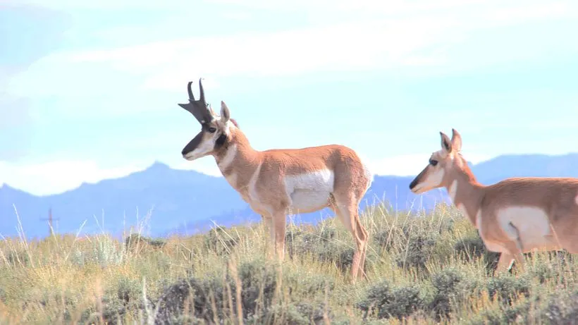 Antelope-Buck-number-2-Pic-3.jpg