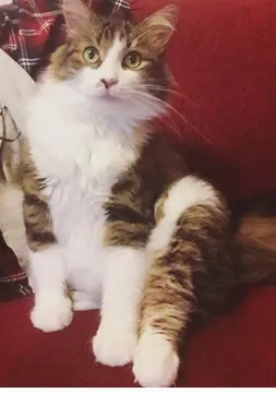 cat.png