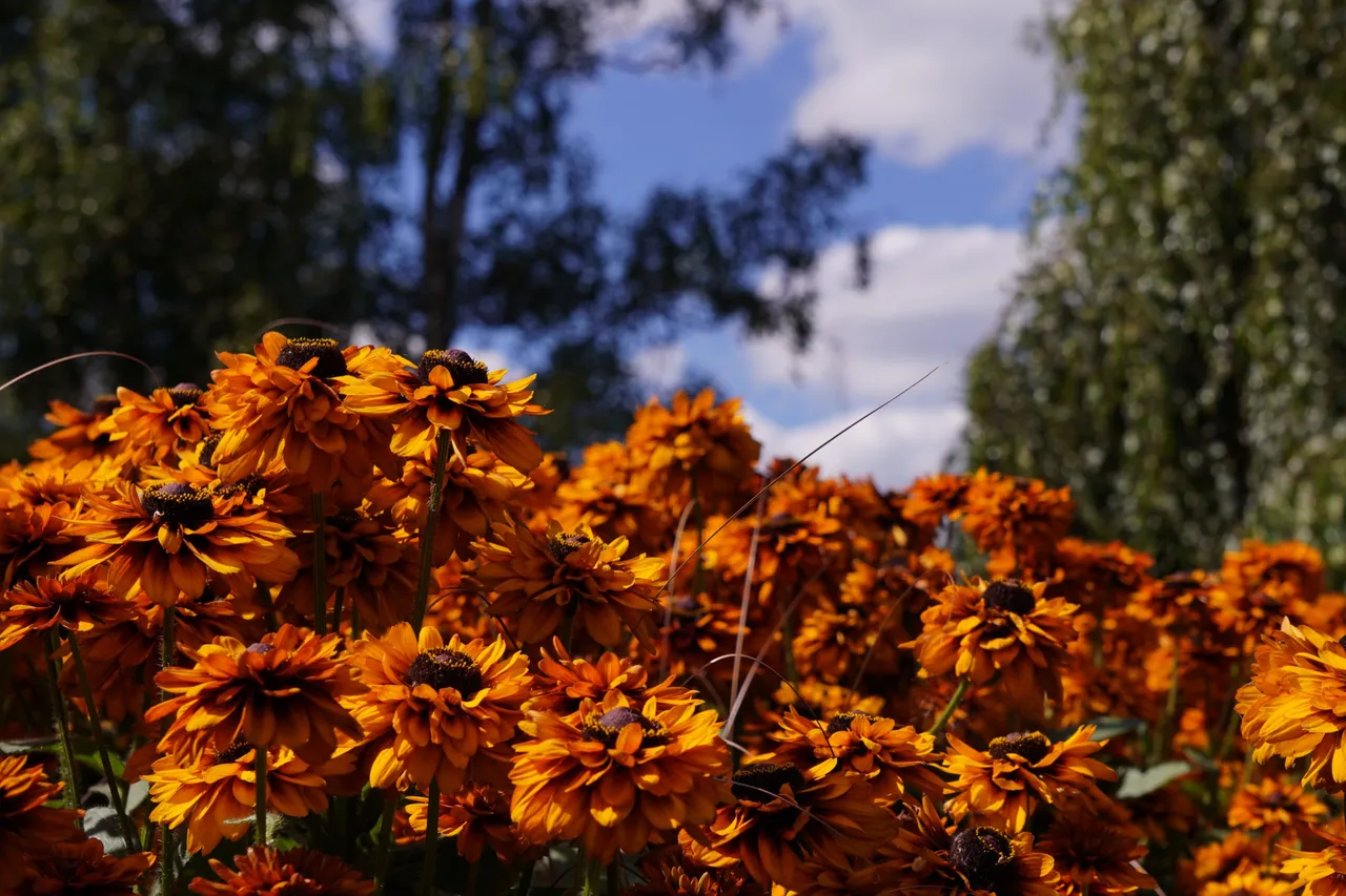 DSC09541.JPG