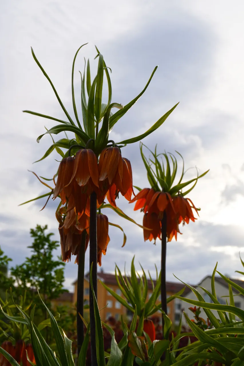 DSC07857.JPG