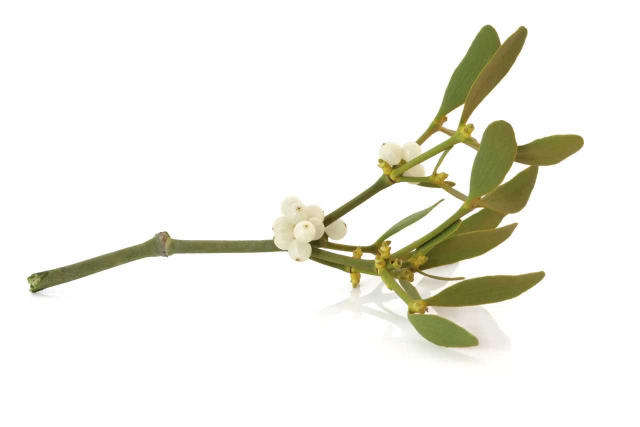 canstockphoto4044728.jpg