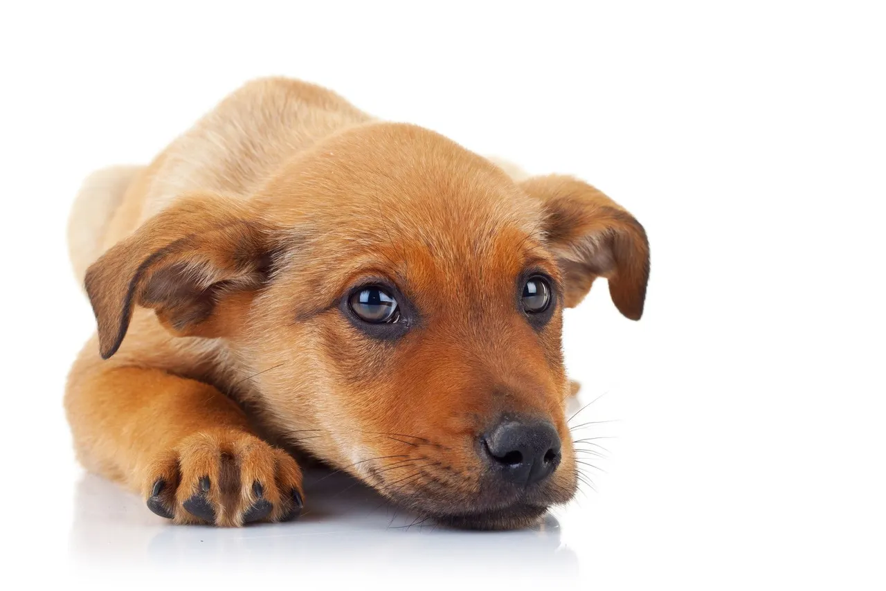 canstockphoto9750996.jpg