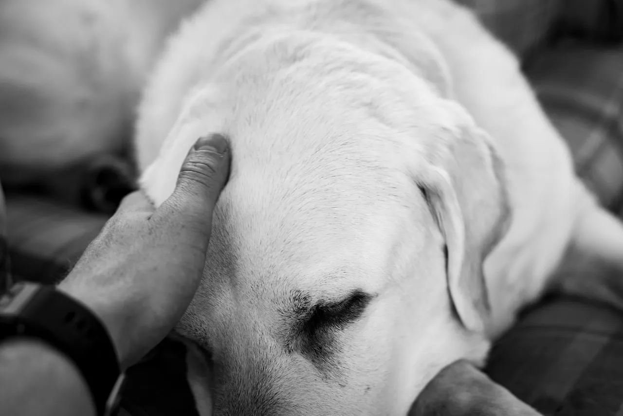 mano-persona-acariciando-cabeza-perro-blanco-escala-grises.jpg