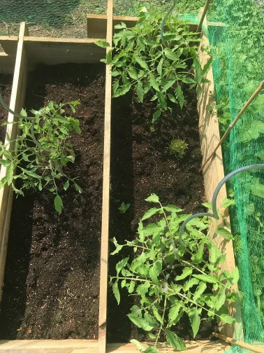 3 plants de tomates