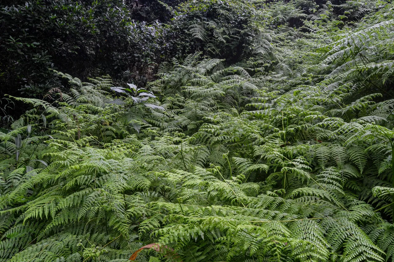 DSC_7107.jpg