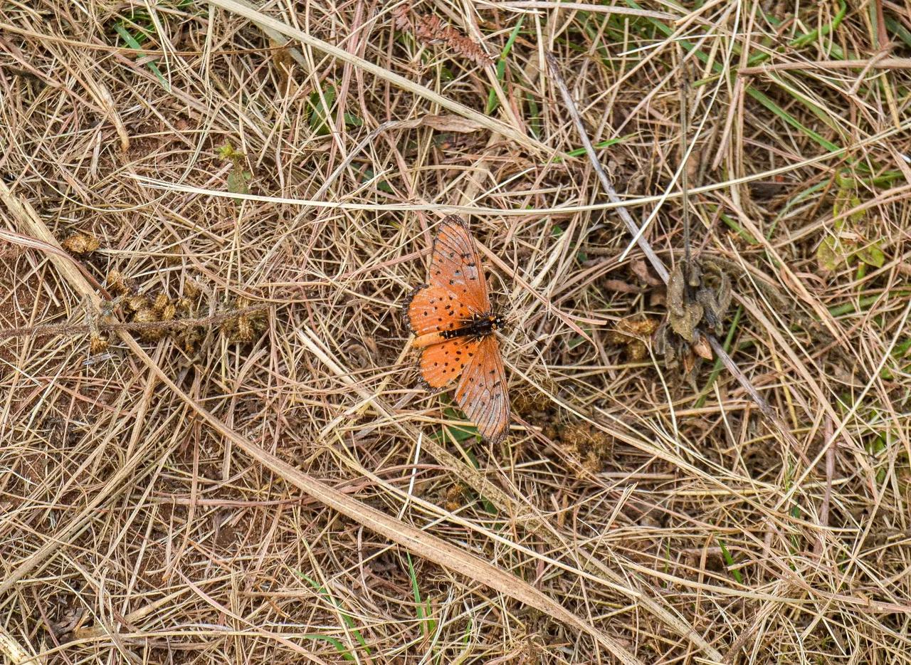 DSC_7333.jpg