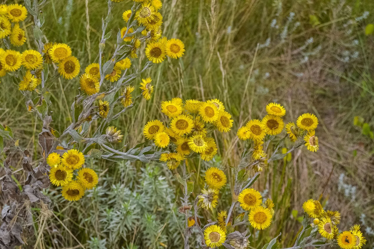 DSC_7250.jpg