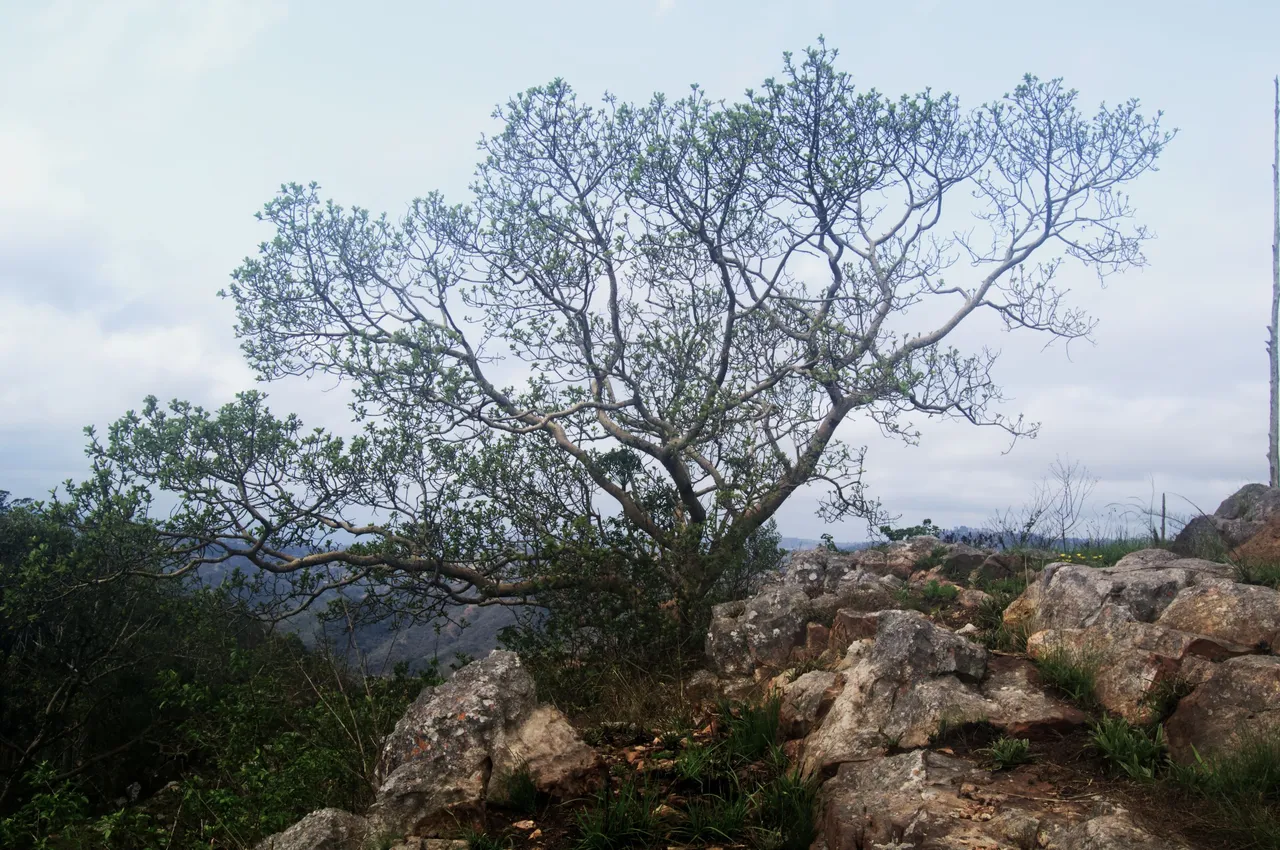 DSC_0842.jpg
