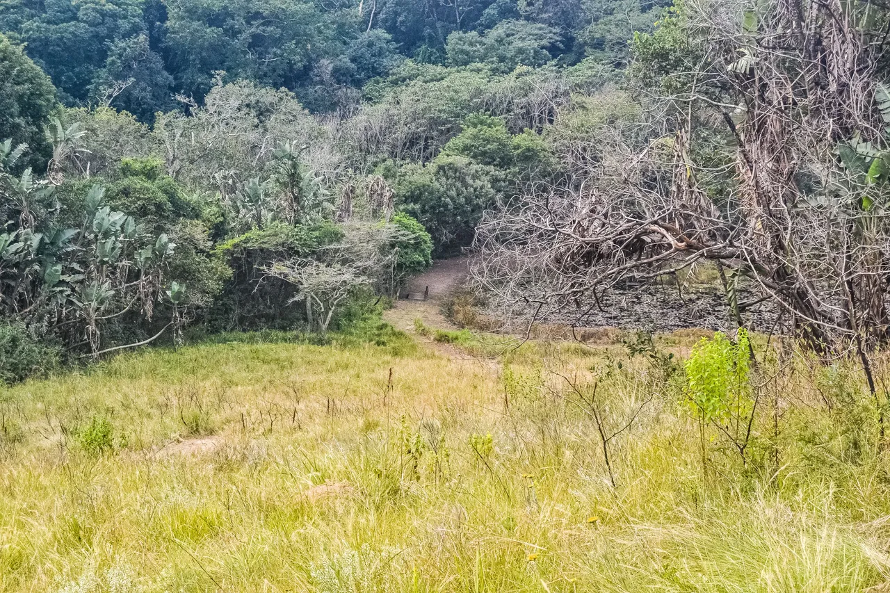 DSC_7334.jpg