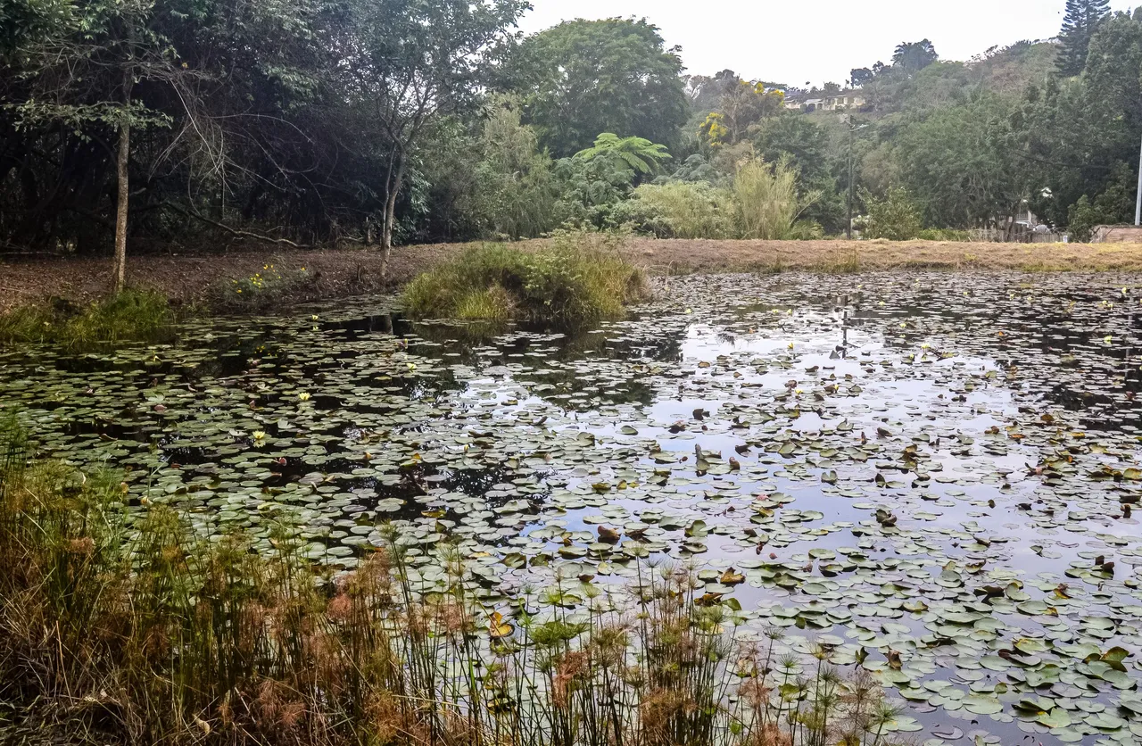 DSC_7339.jpg