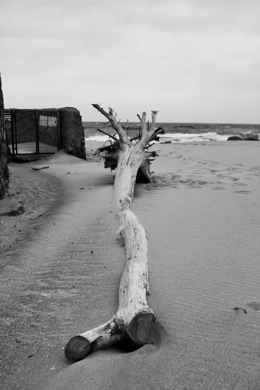 DSC_4542(b+w).jpg