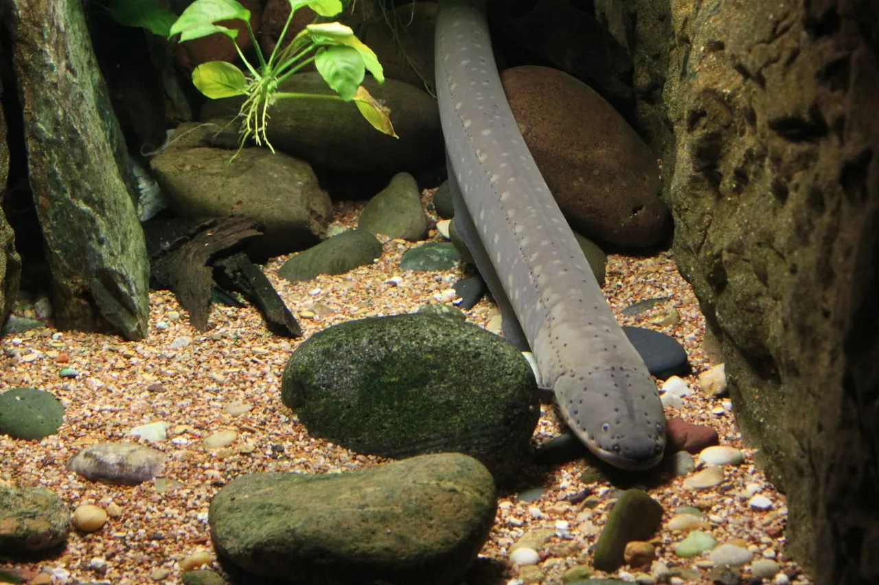 eel-g98b4038a6_1920.jpg