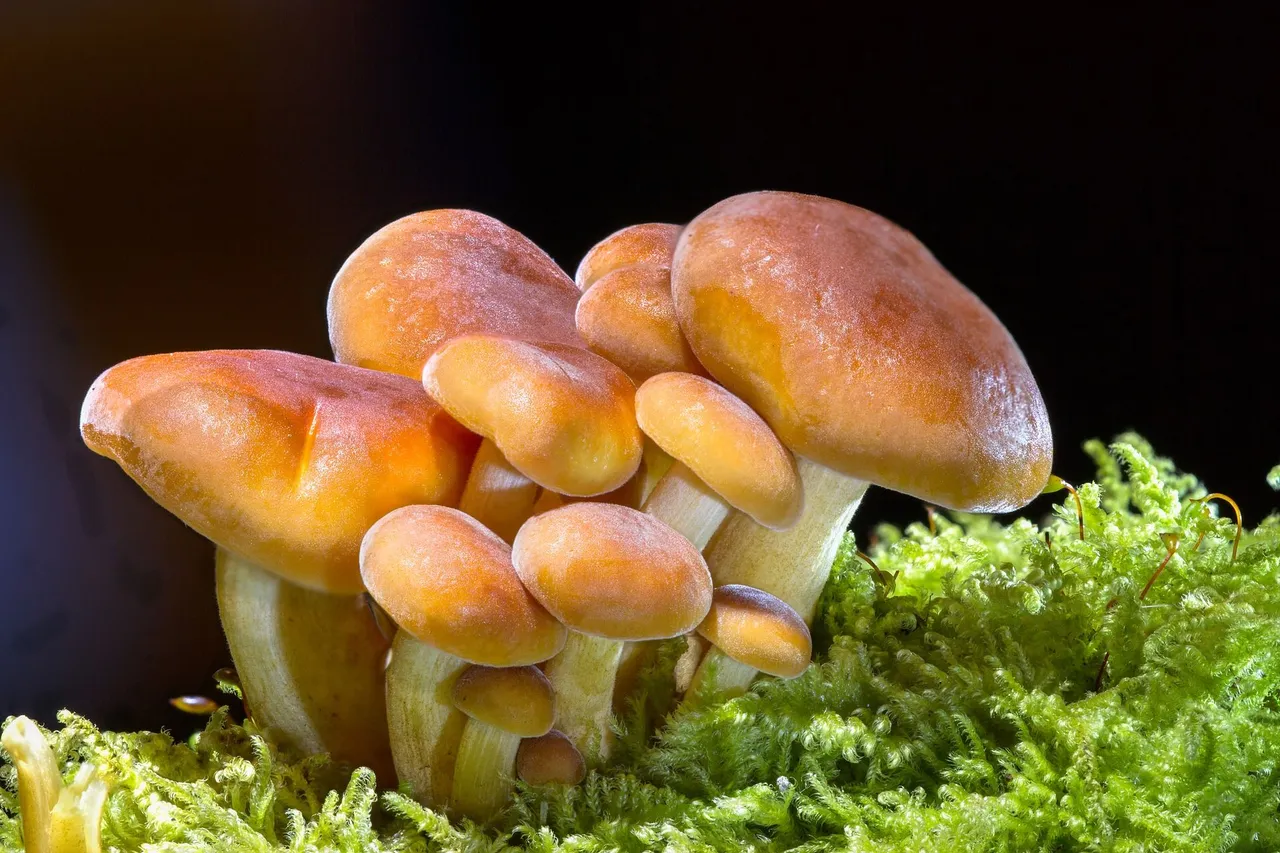mushrooms-g5ec2eed7c_1920.jpg