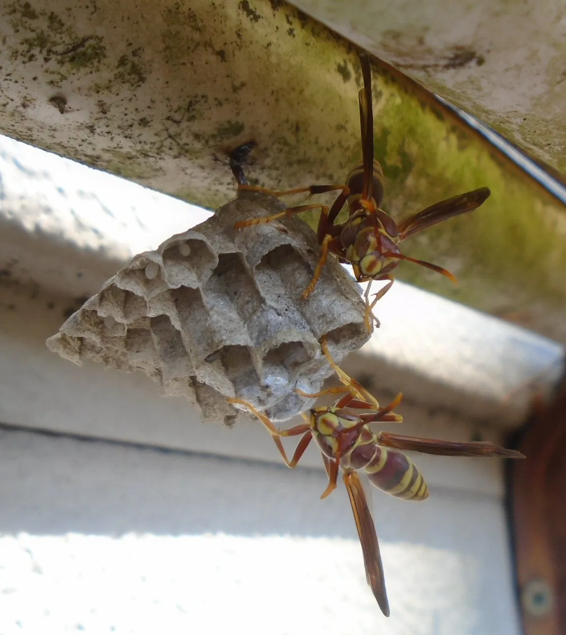 wasps.jpg