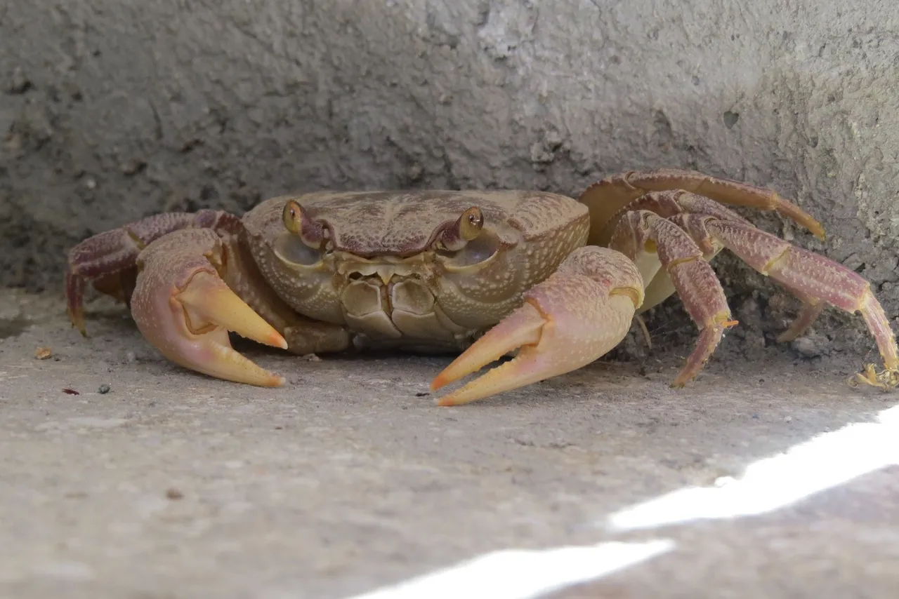 crab-gc21c381a2_1920.jpg