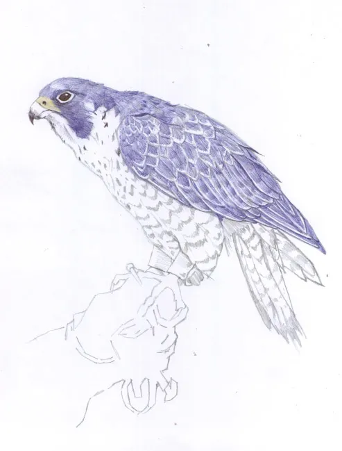 halconperegrino06.jpg