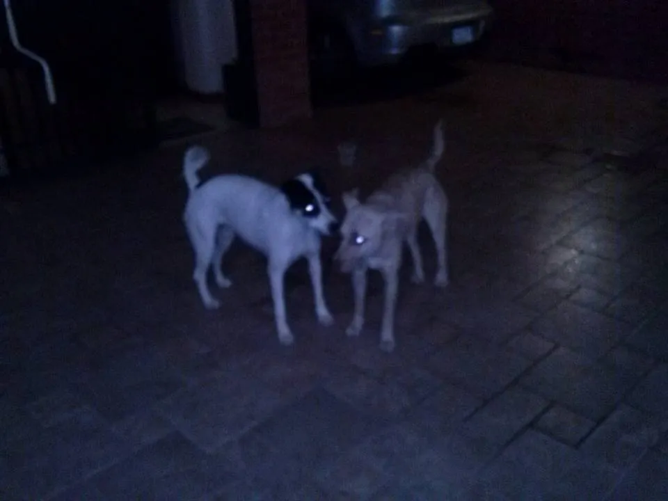 Dos manchas de perros. Conociéndose / Two dog's blur. Meeting