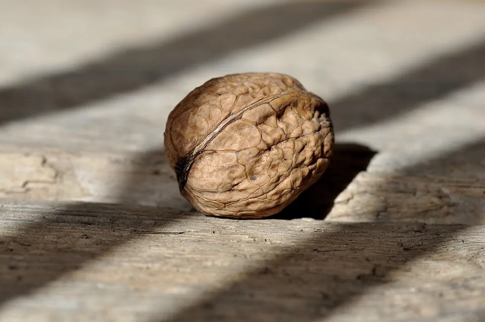 walnut-658569_960_720.jpg