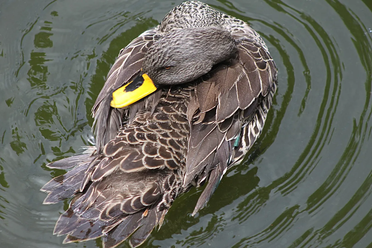 1569_Yellow-billedDuck.jpg