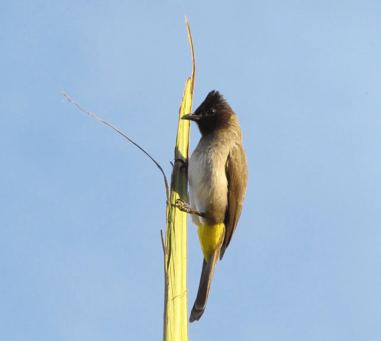 Dark-capped Bulbul.png
