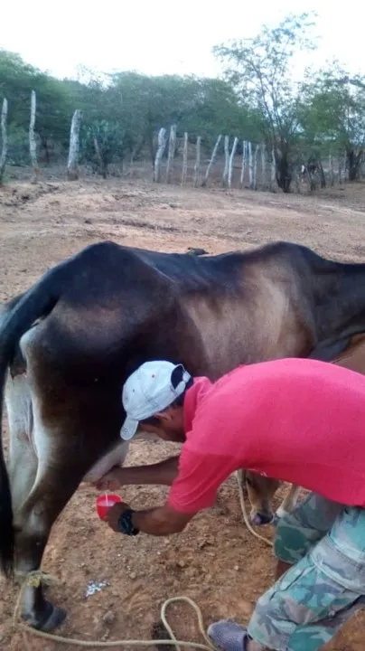 CAFE CON LECHE DE VACA.jpg